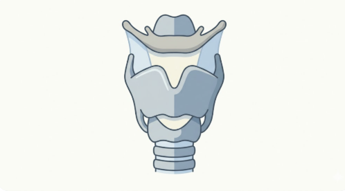 Medical illustration of the human larynx, front view, showing the thyroid cartilage
