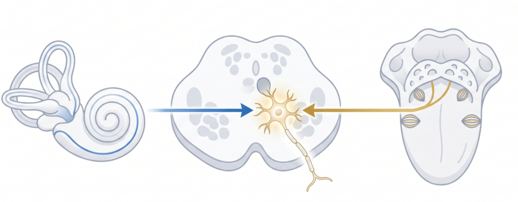 Diagram showing auditory and somatosensory inputs converging on dorsal cochlear nucleus fusiform cells