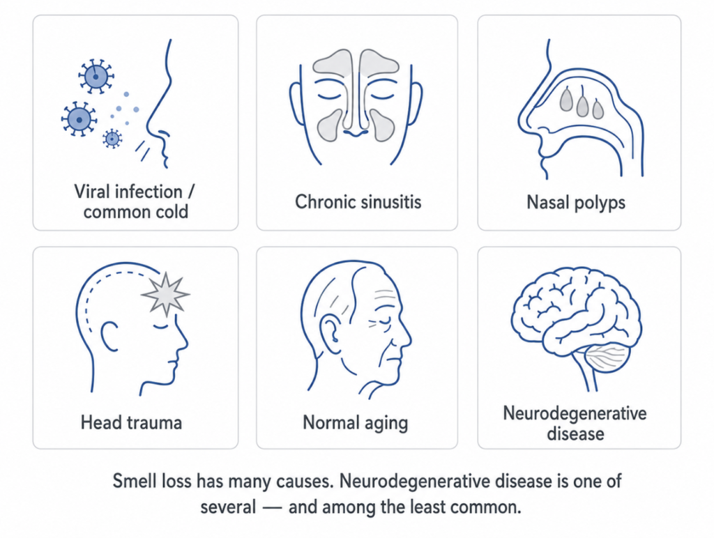 Infographic showing common causes of smell loss — sinusitis, aging, viral infection, and neurodegenerative disease
