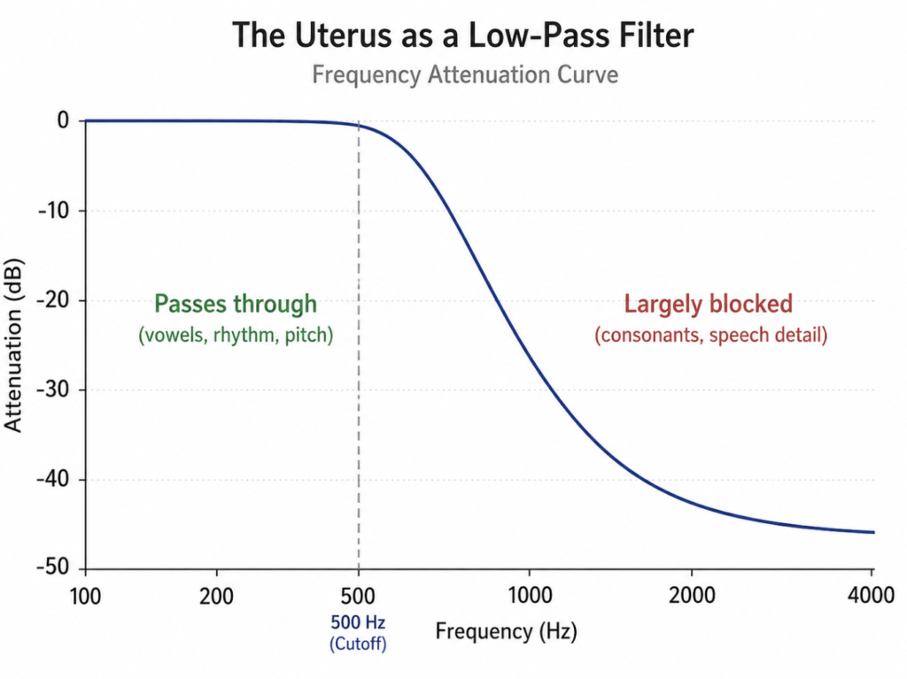 Frequency attenuation curve showing low-frequency sounds passing through uterus with minimal loss while high frequencies above 500 Hz drop sharply