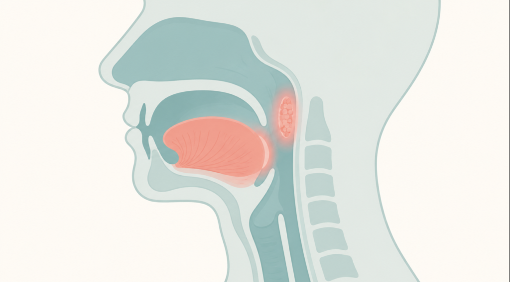 Throat anatomy showing tonsils and base of tongue where HPV oropharyngeal cancer arises