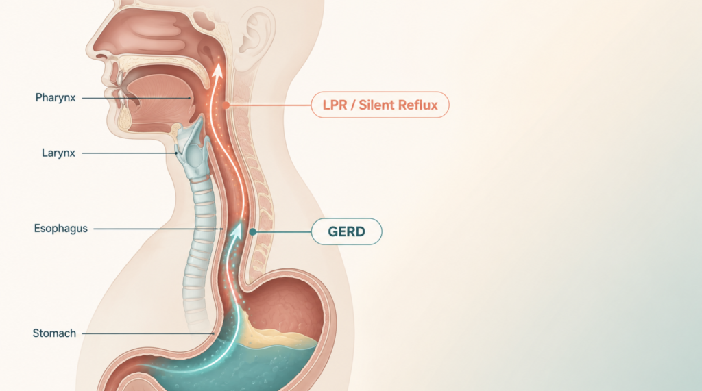 Silent reflux (LPR) versus GERD diagnosis — anatomical comparison of larynx and esophagus reflux pathways