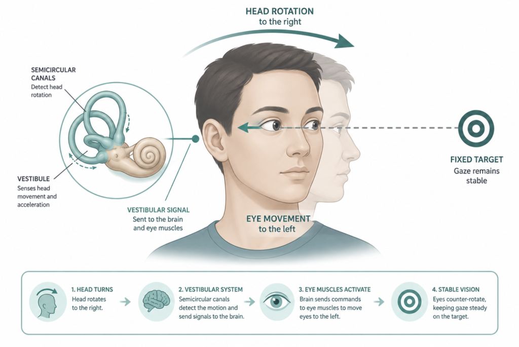 Diagram of the vestibulo-ocular reflex showing the eyes rotating opposite to head movement to keep gaze stable on a fixed target.