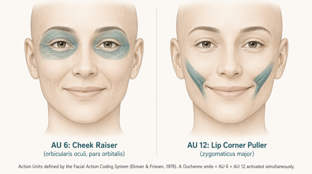 FACS Action Unit reference: AU 6 (cheek raiser, orbicularis oculi pars orbitalis) and AU 12 (lip corner puller, zygomaticus major) shown as labeled facial regions