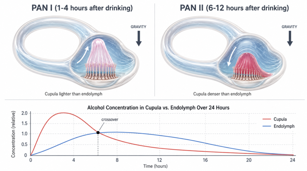 Timeline graphic comparing alcohol concentration in cupula versus endolymph across PAN I and PAN II phases over 24 hours