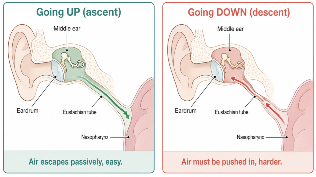 Eustachian tube acting as a one-way valve during ascent versus descent