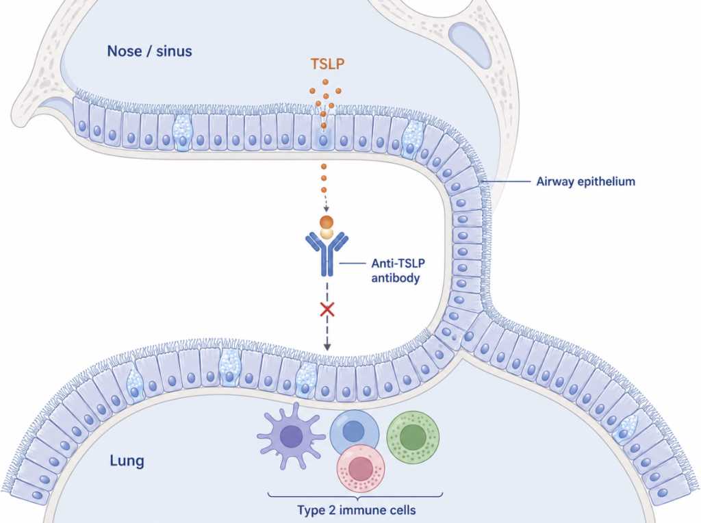 Diagram of the TSLP signaling pathway at the airway epithelium and how a blocking antibody intercepts it, with upper and lower airway shown as connected compartments