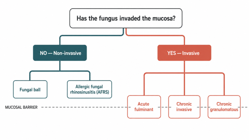 Decision tree diagram splitting fungal sinusitis into non-invasive and invasive branches with their five subtypes
