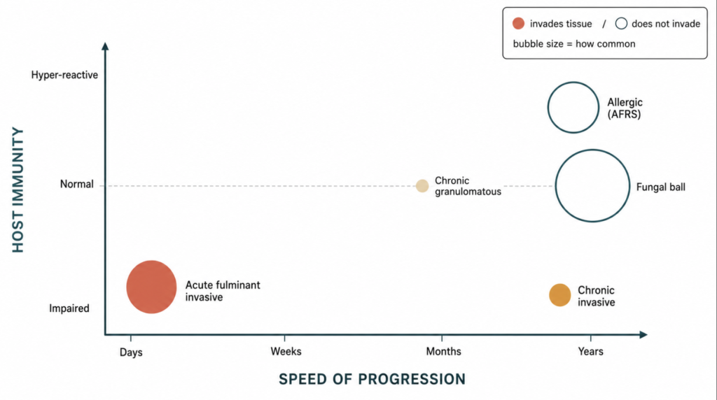 Two-axis chart plotting the five types of fungal sinusitis by speed of progression and host immune status