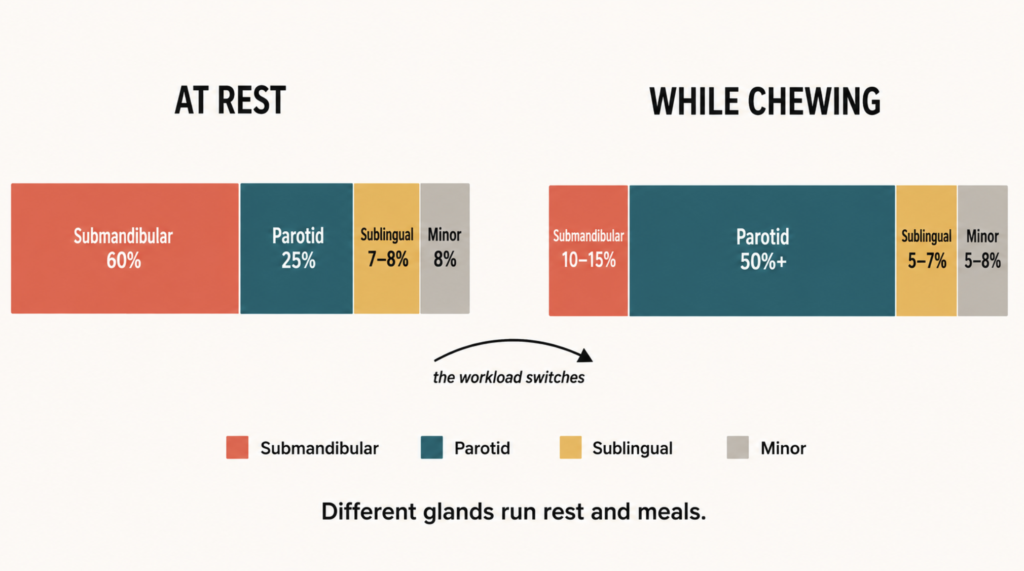 Stacked bar chart comparing salivary gland contribution at rest versus during chewing