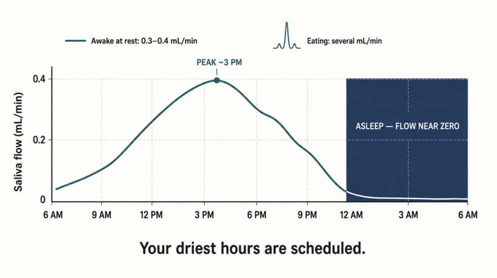 24-hour salivary flow curve showing the mid-afternoon peak and near-zero overnight trough