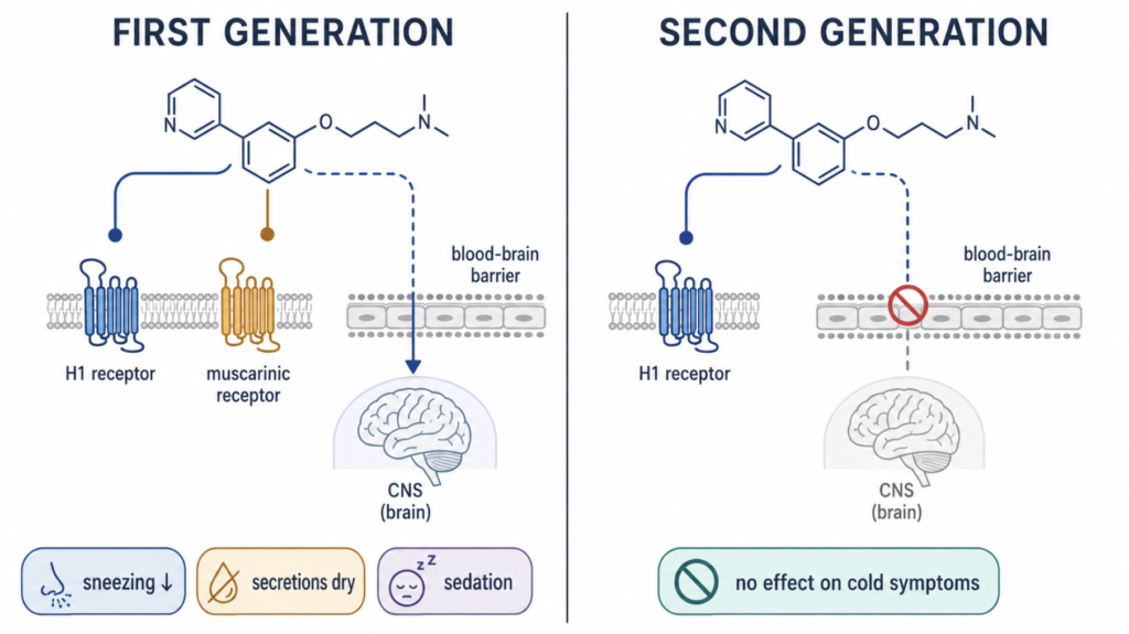 Diagram comparing first and second generation antihistamine receptor binding and blood-brain barrier crossing