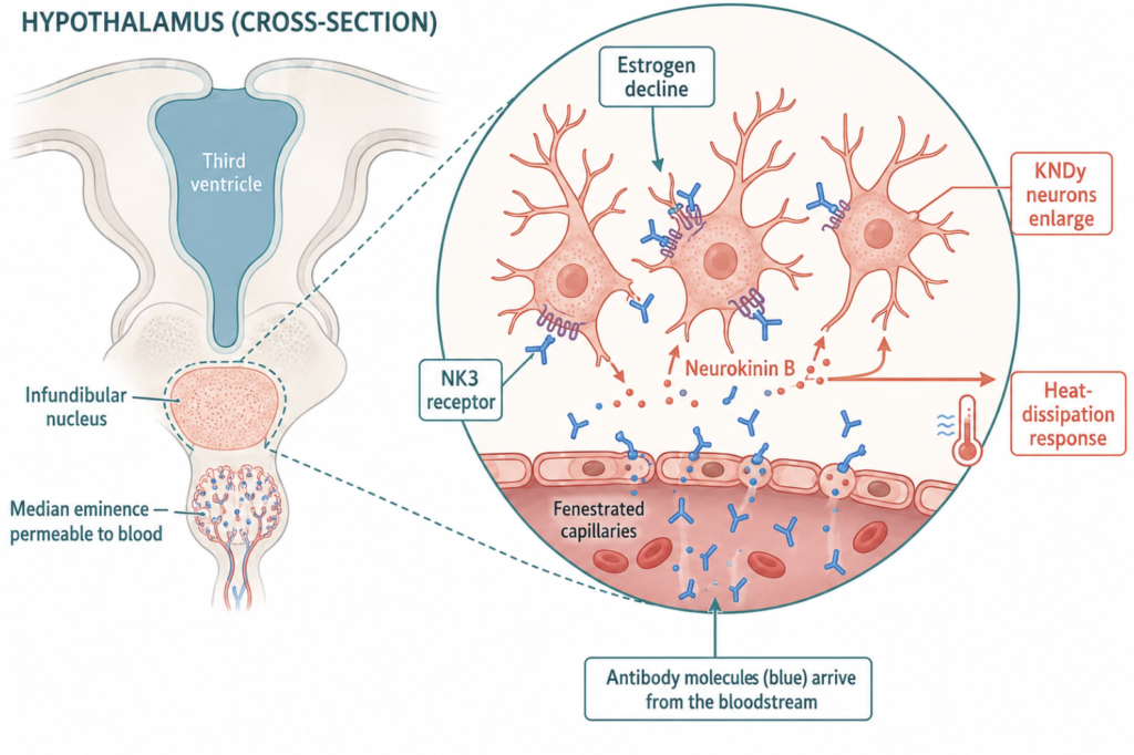 Diagram of KNDy neurons and NK3 receptors in the hypothalamus, the target of a monthly injection for hot flashes