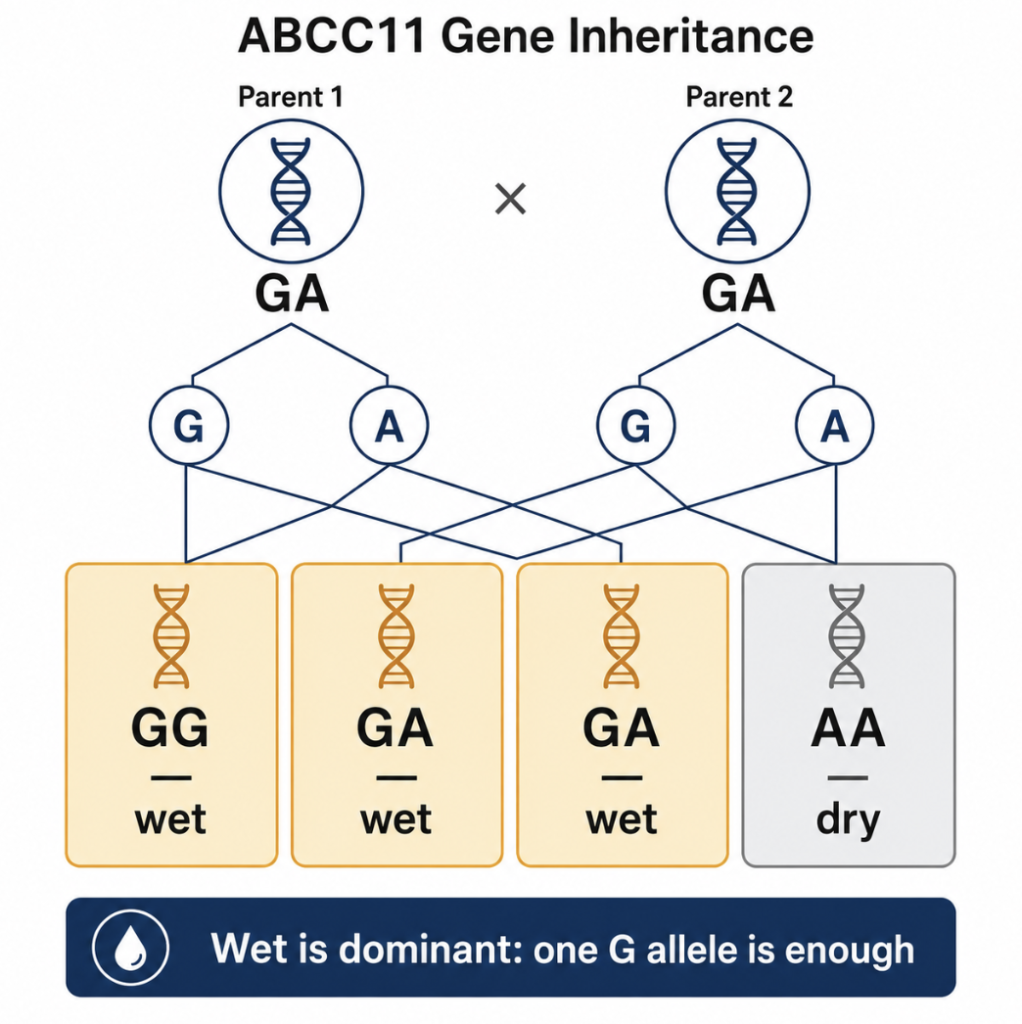 ABCC11 inheritance diagram showing wet earwax is dominant and dry earwax requires two A alleles