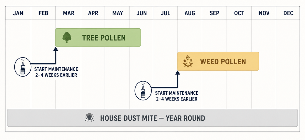 Calendar timeline showing when to start allergic rhinitis maintenance treatment before pollen seasons