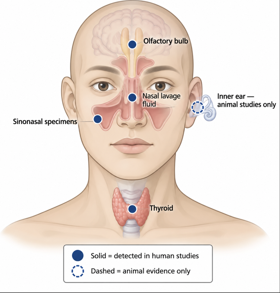 Map of head and neck sites where microplastics have been detected in human studies, with inner-ear evidence marked separately as animal-only.