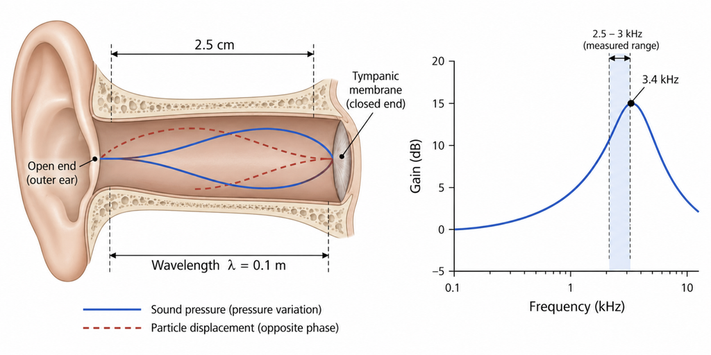Diagram of the ear canal as a quarter-wavelength resonator, showing calculated resonance near 3.4 kHz and the lower measured range.