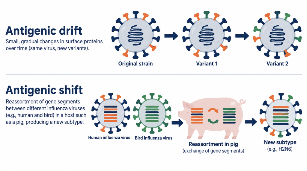 Antigenic drift vs antigenic shift in influenza viruses